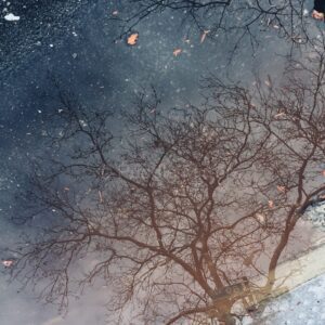 Branches Reaching
