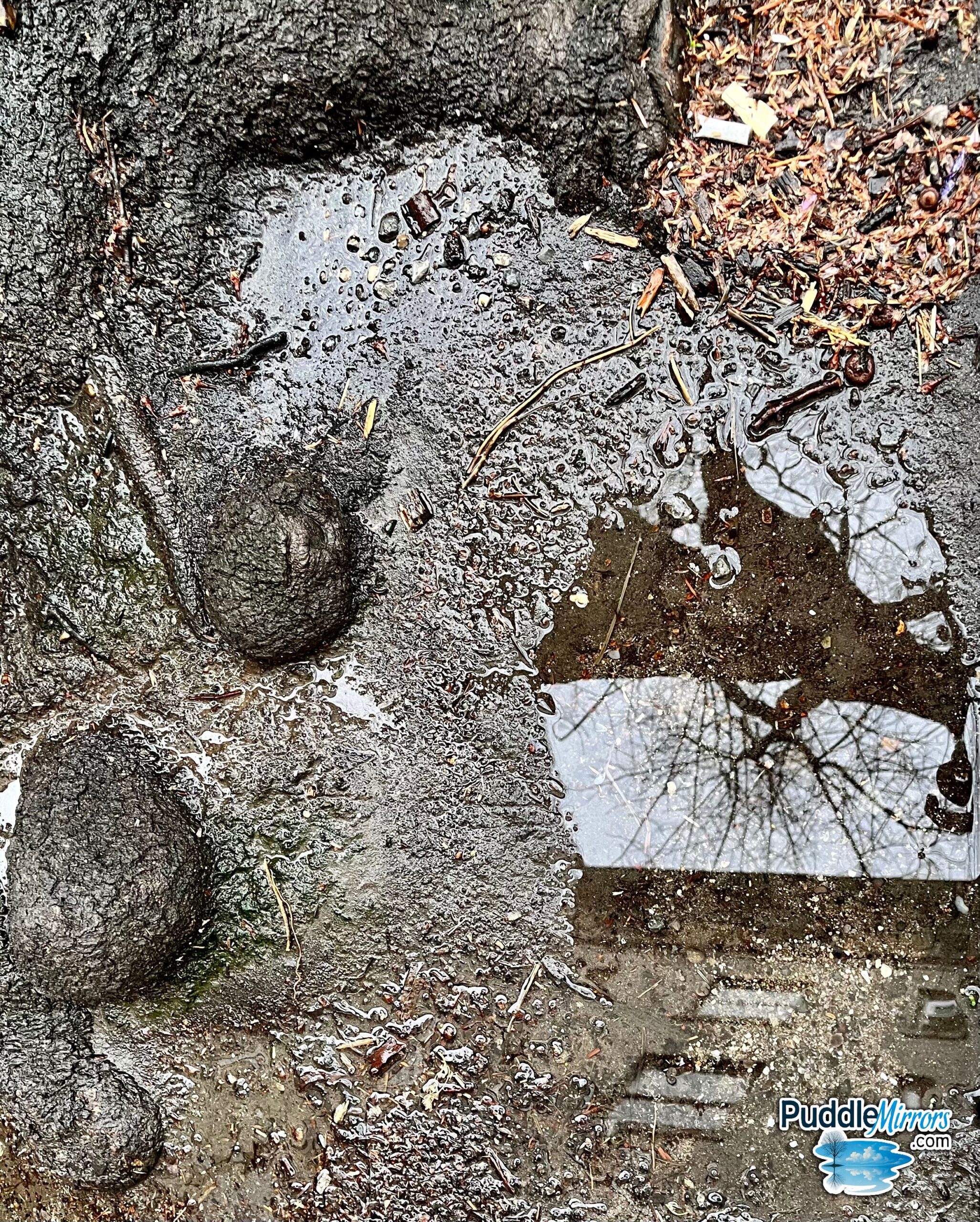 Base of a Tree