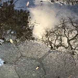 Leaves Prepare to Spar